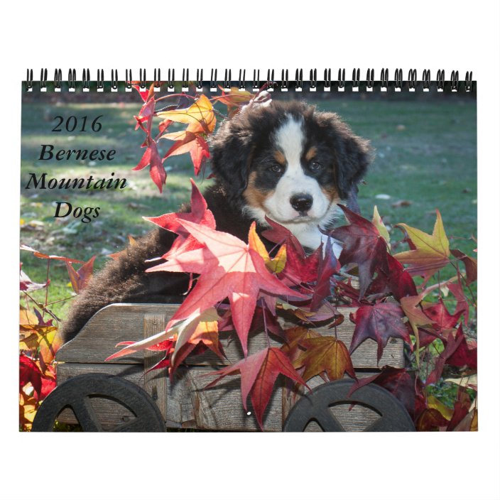bernese mountain dog calendar