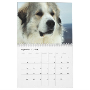 2016 Great Pyrenees Puppy Calendar