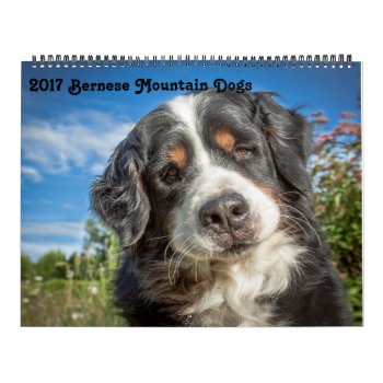2017 Bernese Mountain Dogs Calendar by 3dognight at Zazzle