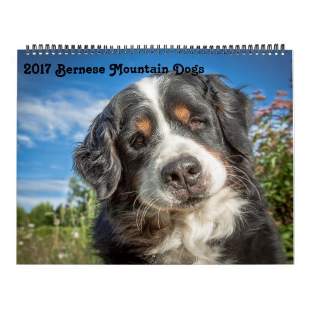 2017 Bernese Mountain Dogs Calendar