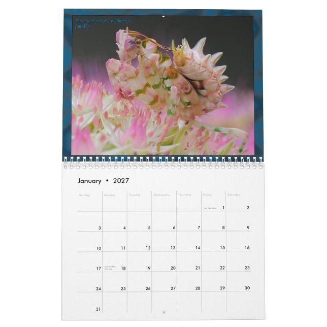 2017 Medium/Large MANTIDFORUM Calendar (Jan 2027)