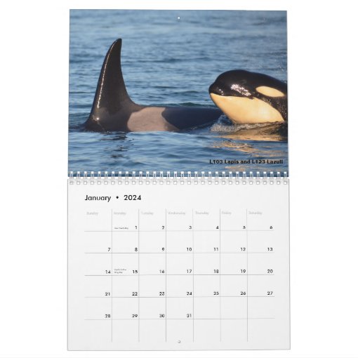 2017 Southern Resident Killer Whale Calendar Zazzle
