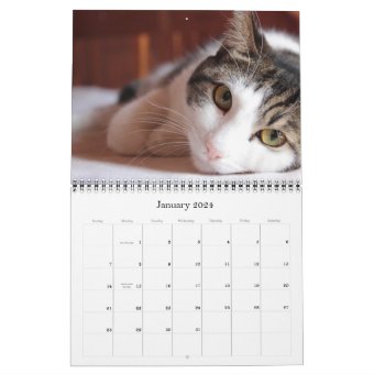 2018 Cat and Kitten Calendar | Zazzle