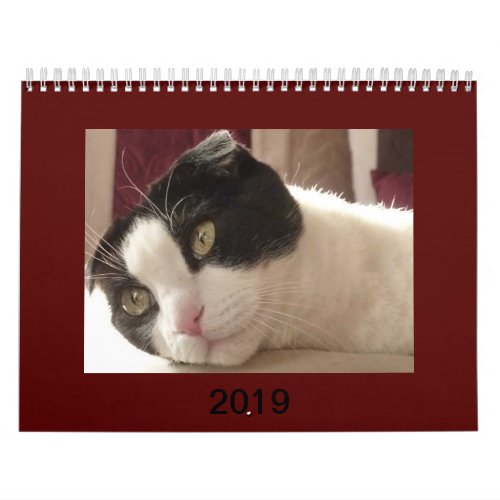 2019 Cat Calendar _ Scottish Fold