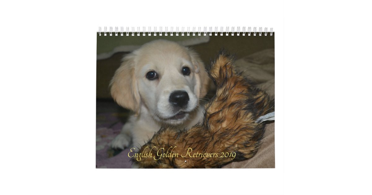2019 English Golden Retriever Calendar Zazzle Com