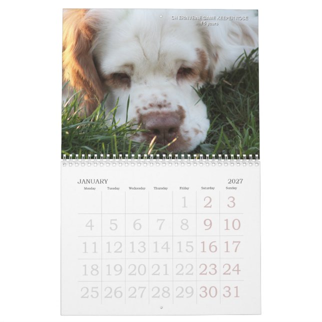 2019 Erinveine Calendar - Clumber Spaniels (Jan 2027)