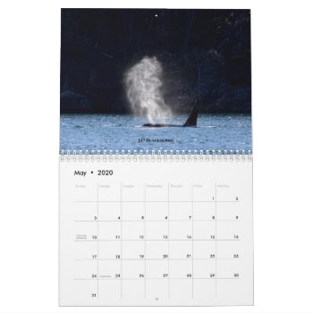 2020 Calendar Southern Resident Killer Whales by OrcaWatcher at Zazzle