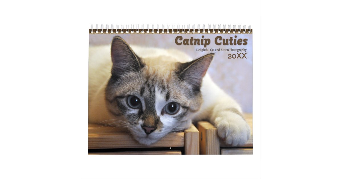 2020 Catnip Cuties Cats And Kittens Calendar Zazzle Com