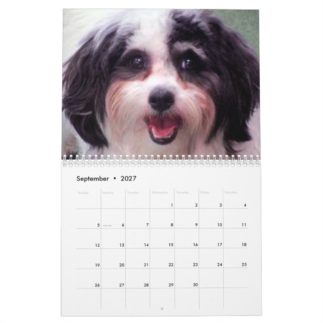 2020 Cute K-Cee Zuchon Dog Calendar (Sep 2027)