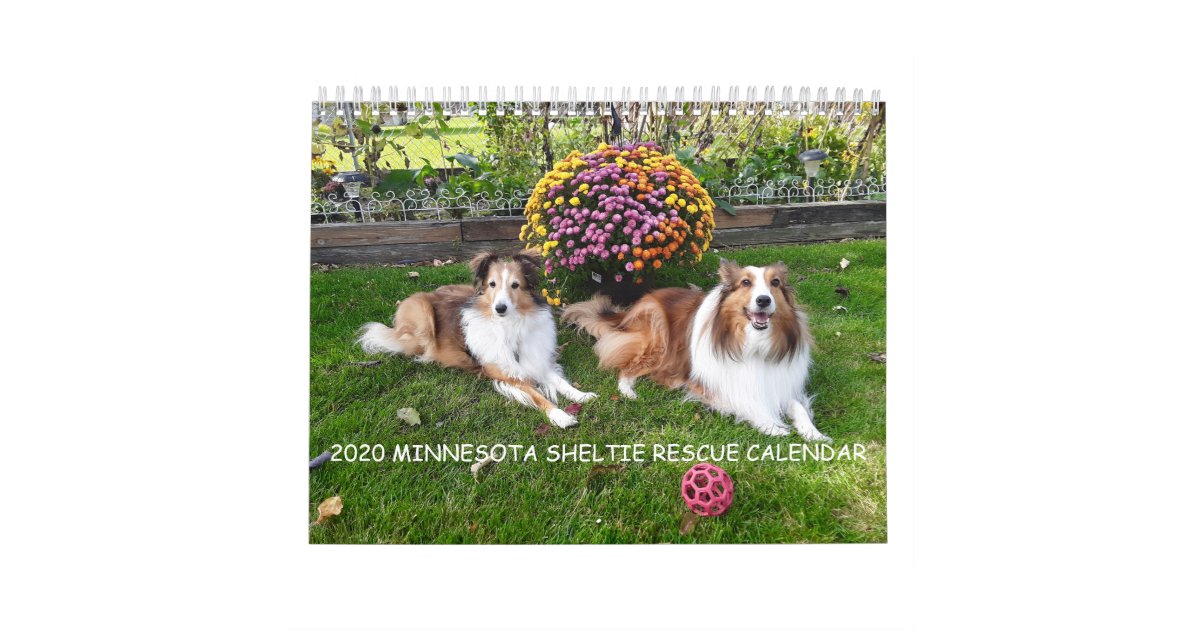 2020 Minnesota Sheltie Rescue Calendar Zazzle Com