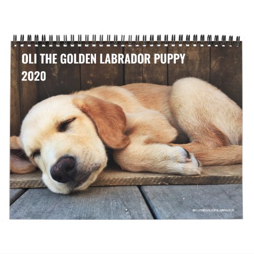 2020 Oli the Golden Labrador Puppy Calendar