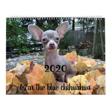2020 Oscar the blue chihuahua calendar