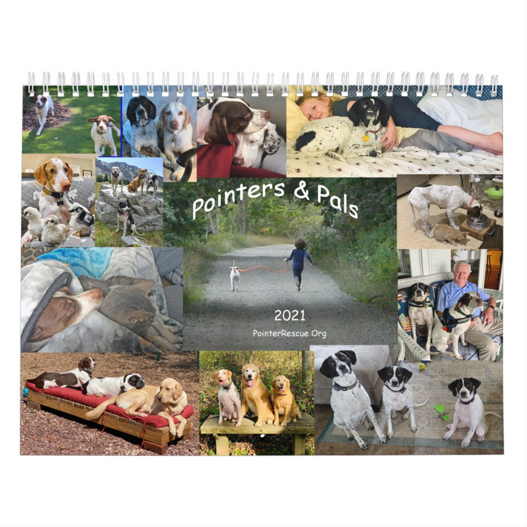 2021 Pointers & Pals Calendar by PointerRescue Org Zazzle