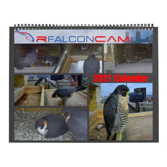 2021 Rfalconcam Calendar Zazzle Com falcon 2021 calendar