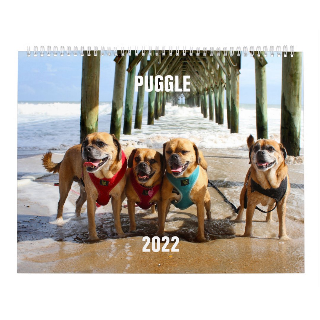 2022 Puggle Calendar Zazzle