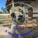 2023 Calendar - A Year of Alpacas<br><div class="desc">Perseverance Farms presents: A year of Alpacas! Enjoy this beautiful 12-month 2023 Calendar with photos of our Alpacas. Perseverance Farms is located north of Sacramento, CA on 2 acres. We currently have 14 alpacas, as well as 7 goats, 6 ducks, 10 guinea hens, and more chickens than we can count!...</div>