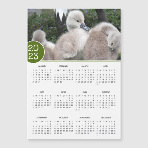 2023 Calendar Swan Cygnets Photo Magnet