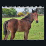 2023 Calendar Thoroughbred Mares and Foals<br><div class="desc">2023 Calendar Thoroughbred Mares and Foals</div>