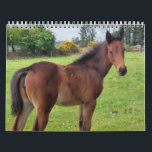 2023 Calendar Thoroughbred Mares and Foals<br><div class="desc">2023 Calendar Thoroughbred Mares and Foals</div>