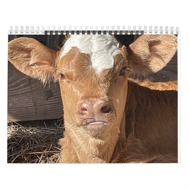 2023 Cow Calendar (Cover)