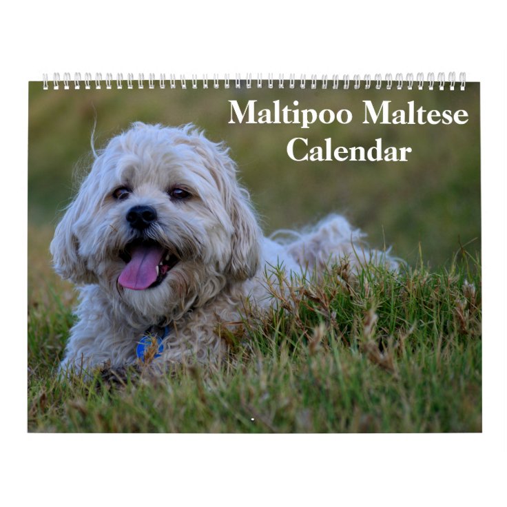 2023 Maltipoo Maltese Puppy Calendar Zazzle