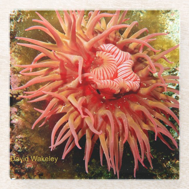 2023 Northwest Calendar April Glass Coaster (Front)