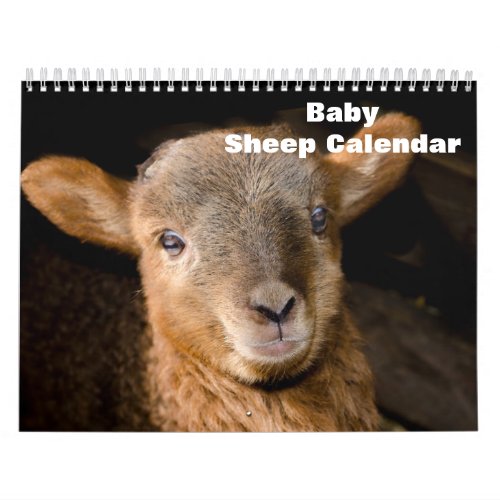 2024 Baby Sheep Lamb Calendar