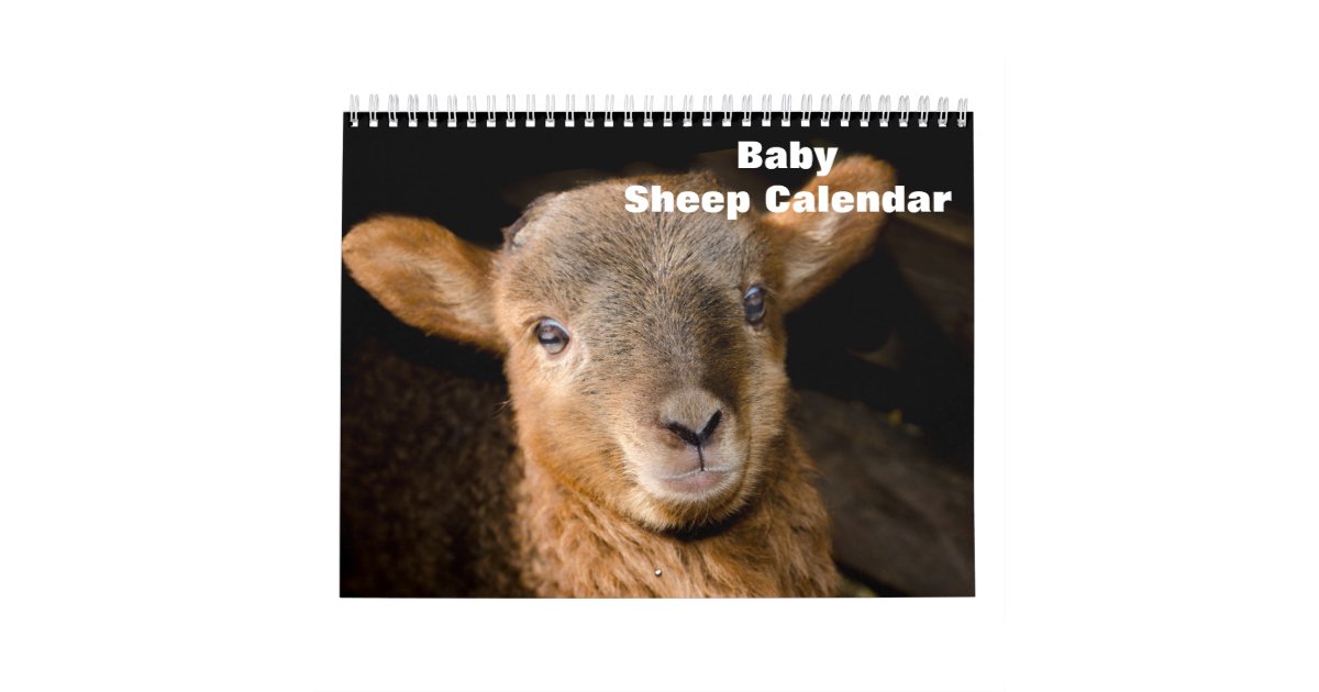 2024 Baby Sheep Lamb Calendar Zazzle