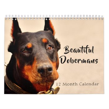 2024 Beautiful Dobermans Calendar by MiscellanyShop at Zazzle