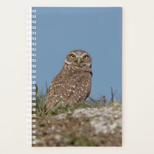 2024 Burrowing Owl Planner