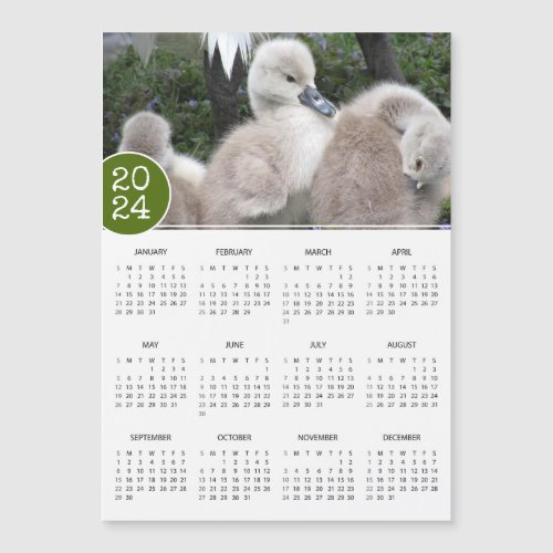 2024 Calendar Baby Swan Cygnets Photograph Magnet