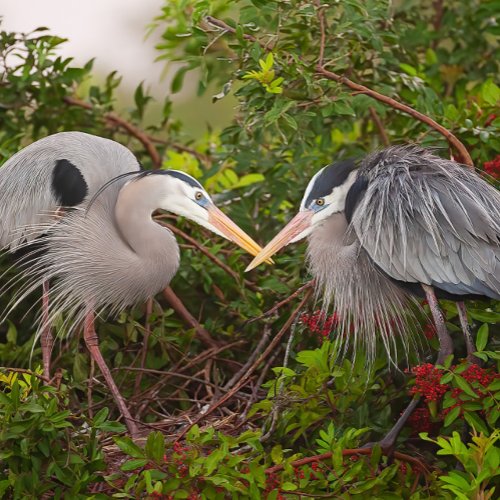 2024 Great Blue Heron Courting Displays Calendar