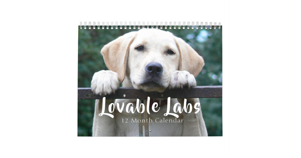 2024 Lovable Labrador Retriever Dog Calendar | Zazzle
