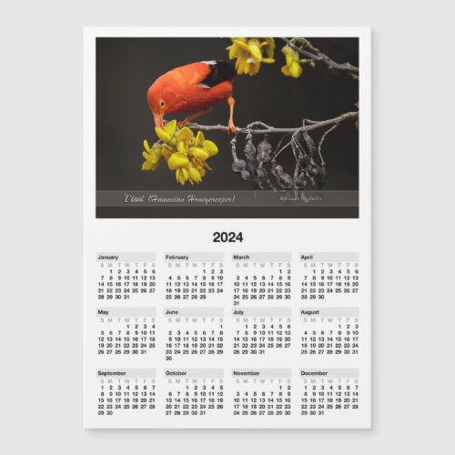 2024 Mini 5x7 Calendar Iiwi Hawaiian Honeycreeper