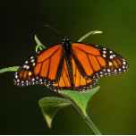 2024 Monarch Butterflies Calendar<br><div class="desc">This calendar is a collection of monarch butterflies which will provide enjoyment all year long. This wall calendar makes a perfect gift for lovers of butterflies. Photography of the monarch butterflies by Lori A Cash Conservation Photography,  LLC (www.loriacash.com).</div>