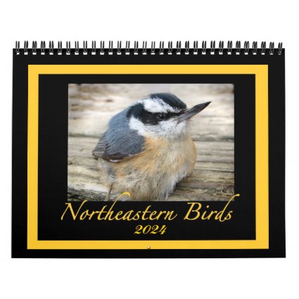 2024 Northeastern Bird Animal Nature Photography