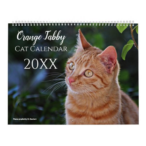 2024 Orange Tabby Cats and Kittens Calendar Cute