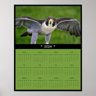 2024 Peregrine Falcon Calendar Poster