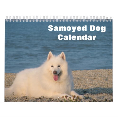 2024 Samoyed Dog Calendar