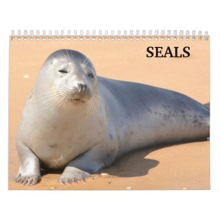 2024 Sea Lion Seals Calendar
