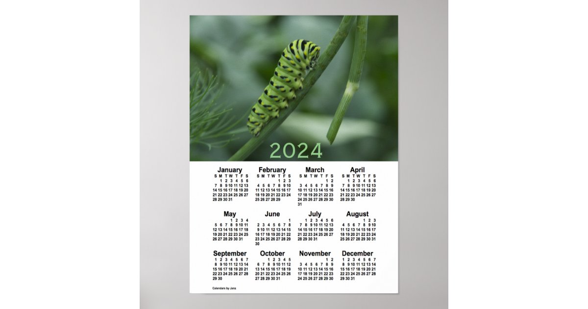 2024 Swallow Tail Caterpillar Calendar by Janz Poster | Zazzle 2024 Swallow Tail Caterpillar Calendar by Janz Poster | Zazzle