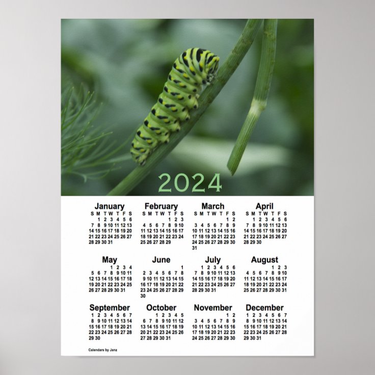 2024 Swallow Tail Caterpillar Calendar by Janz Poster Zazzle