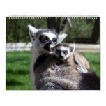 2024 Sweet Ring-tailed Lemurs  Calendar at Zazzle