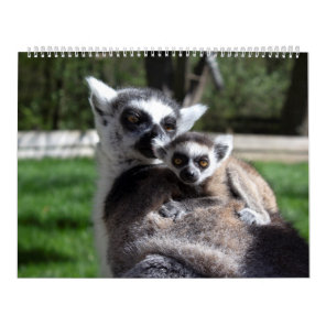2024 Sweet Ring-tailed Lemurs  Calendar