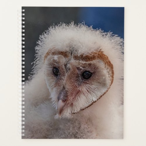2024 Young Barn Owl Planner