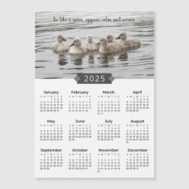2025 Calendar Baby Swans Photograph Magnet (Front)