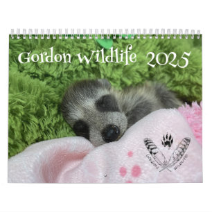 2025 Gordon Wildlife Raccoon Calendar