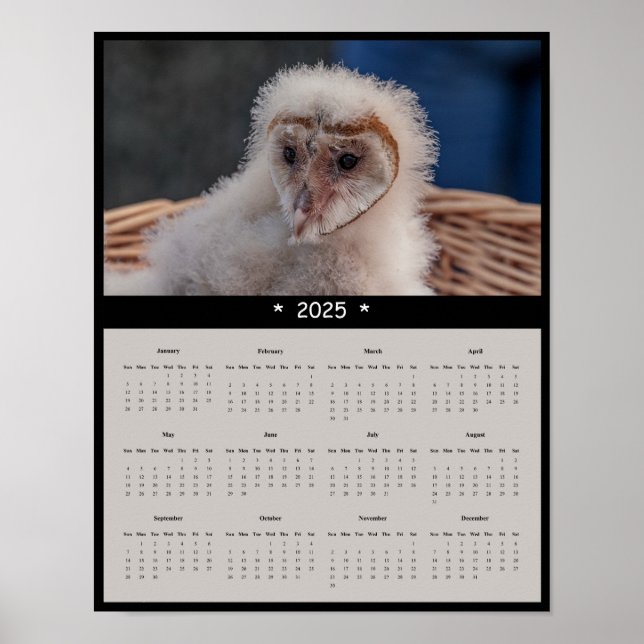 2025 Immature Barn Owl Wall Calendar Poster (Front)