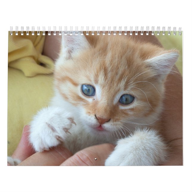 2025 Lovely Orange Cats  Calendar (Cover)