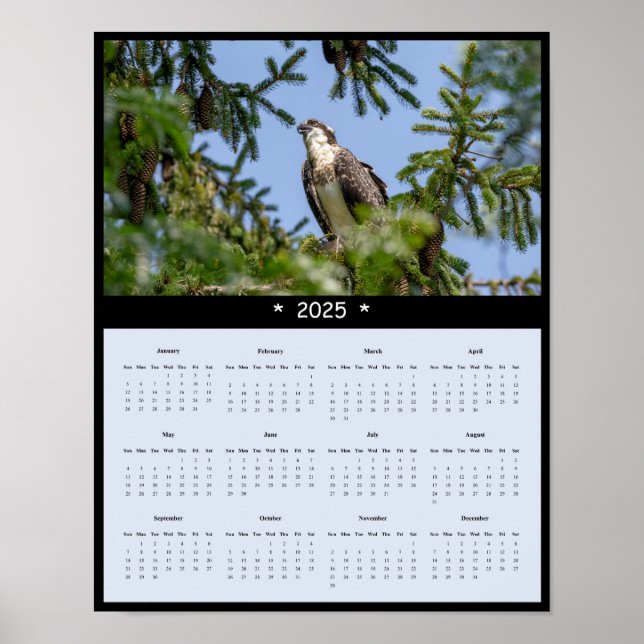 2025 Osprey Wall Calendar Poster (Front)